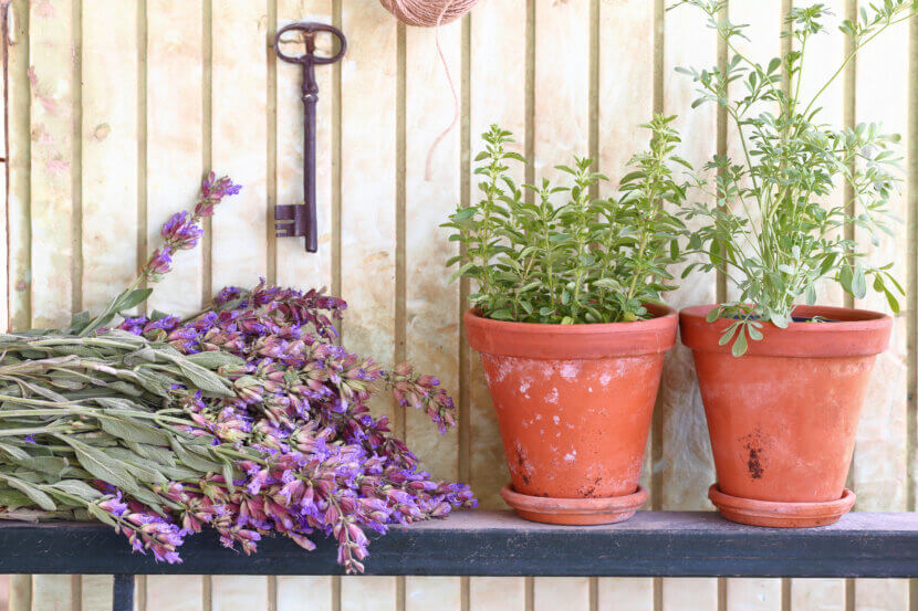 Die besten Duftpflanzen für Balkon und Terrasse Duftpflanzen für Balkon und Terrasse