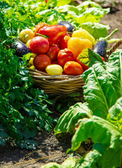 Harvest different vegetables in the garden. Selective focus.