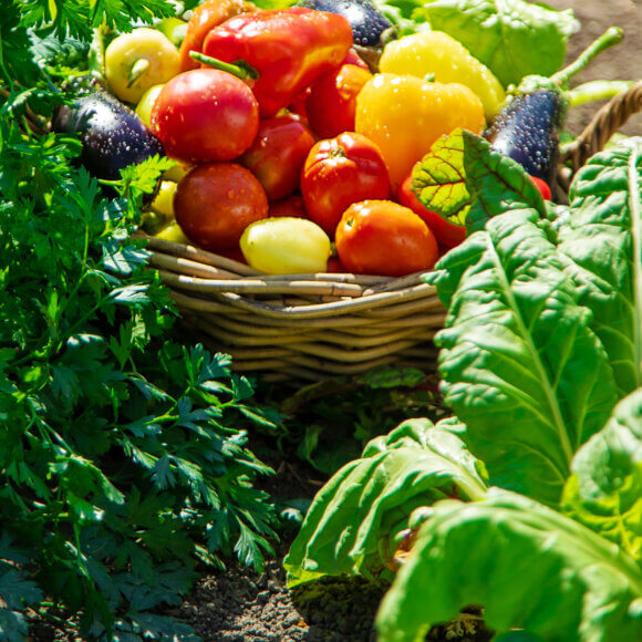 Récoltez différents légumes dans le potager. Mise au point sélective.