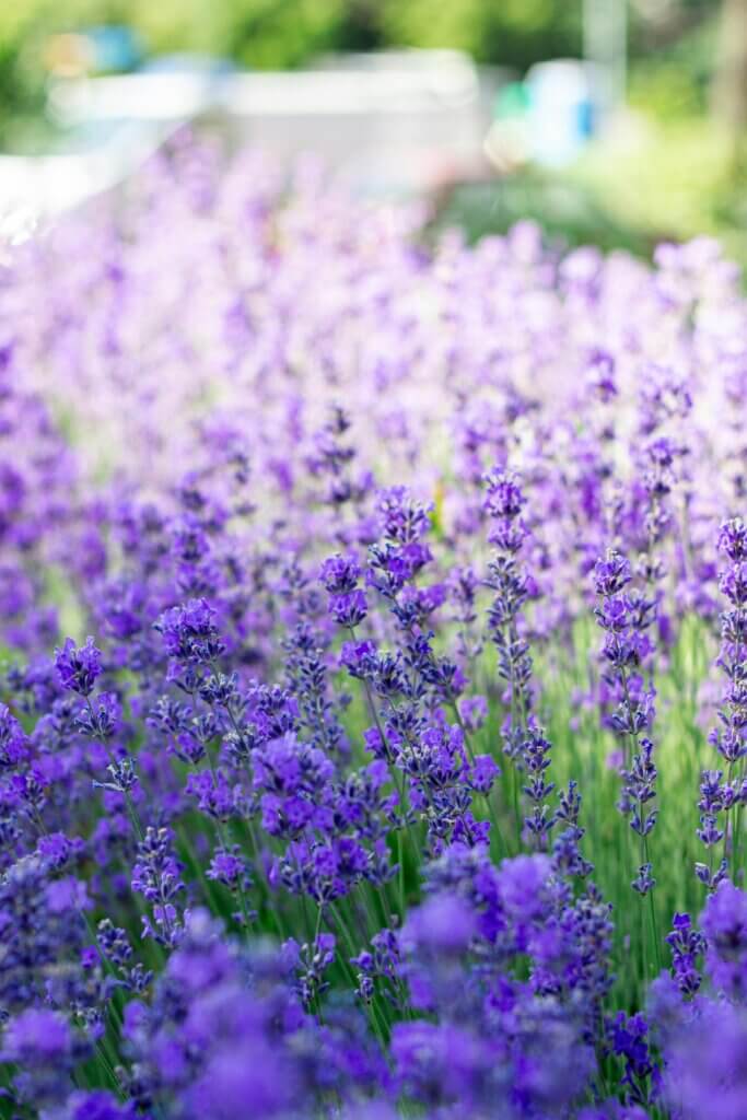 Lavande, Jardins adaptés au climat, Plantes résistantes