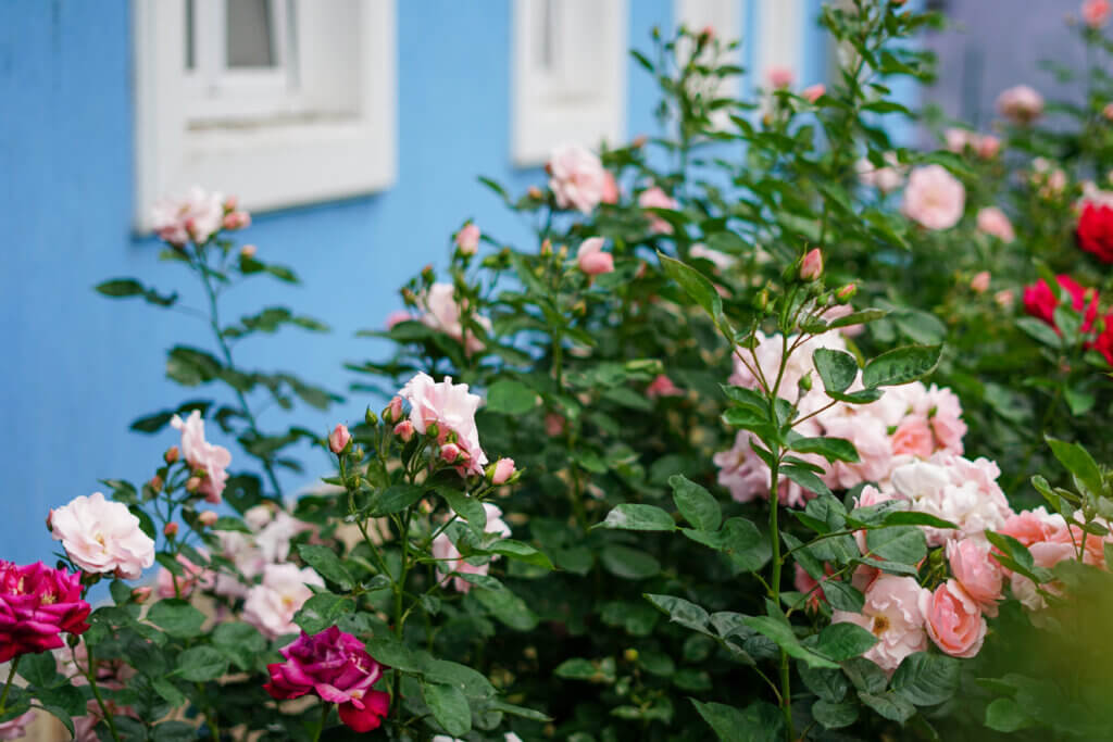 Duftpflanzen für Balkon und Terrasse, Rosen