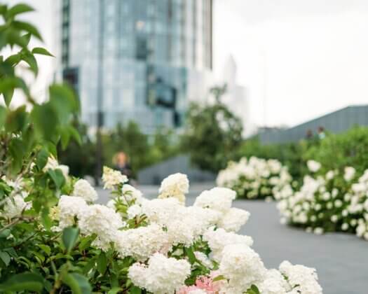 white-hydrangeas-in-the-city-against-the-backdrop-2026-03-09-08:20:04 UTC