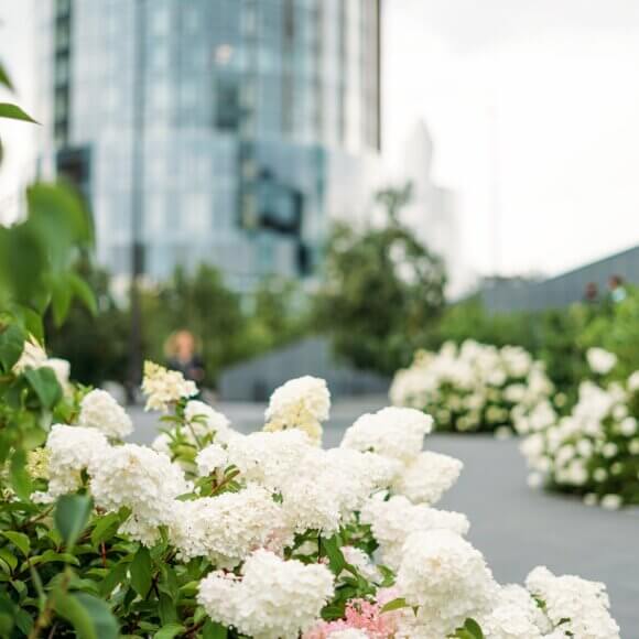 white-hydrangeas-in-the-city-against-the-backdrop-2026-03-09-08:20:04 UTC