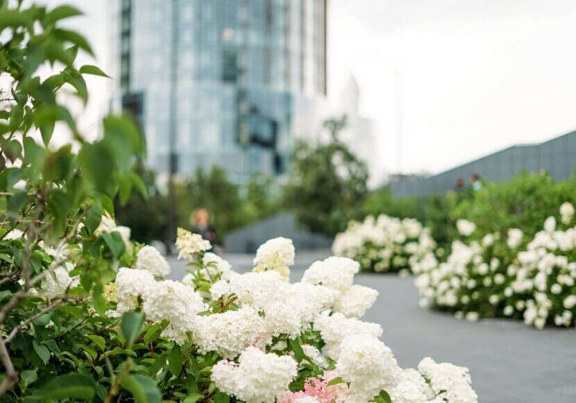 white-hydrangeas-in-the-city-against-the-backdrop-2026-03-09-08-20-04-utc