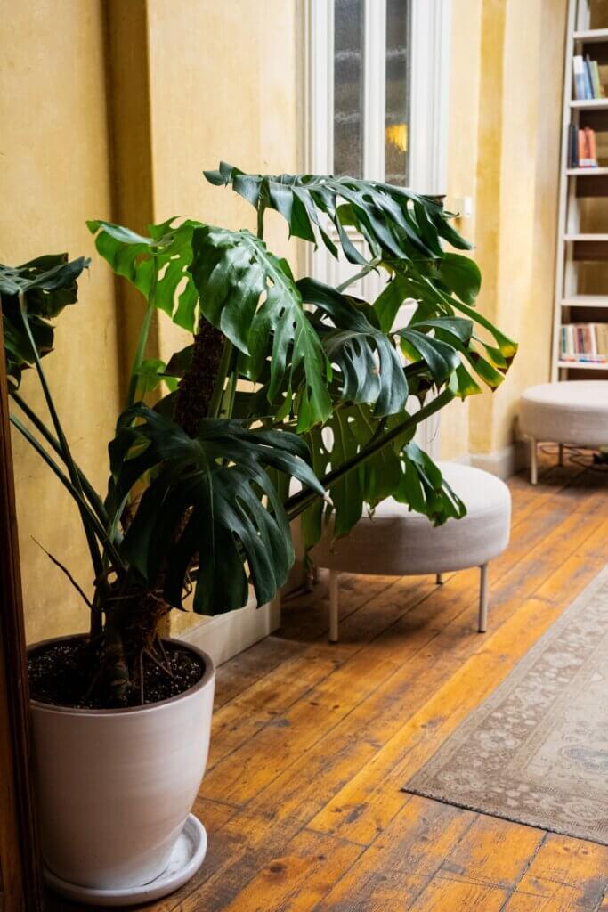 Zimmerpflanzen für wenig Licht, Monstera