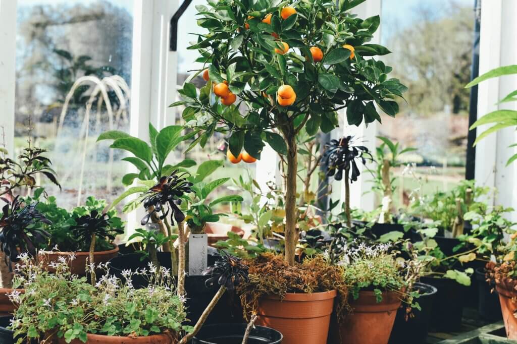 Pflanzen für den Wintergarten , Zitronen