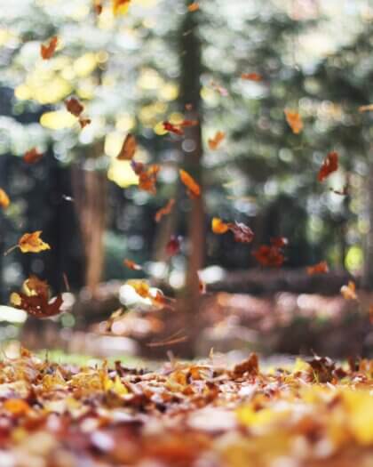 Image d'en-tête : photo d'Autumn Mott Rodeheaver sur Unsplash