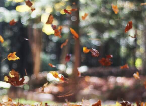 Laub im Garten: Kompostieren, mulchen oder doch entfernen? Aufmacherbild_Foto von Autumn Mott Rodeheaver auf Unsplash