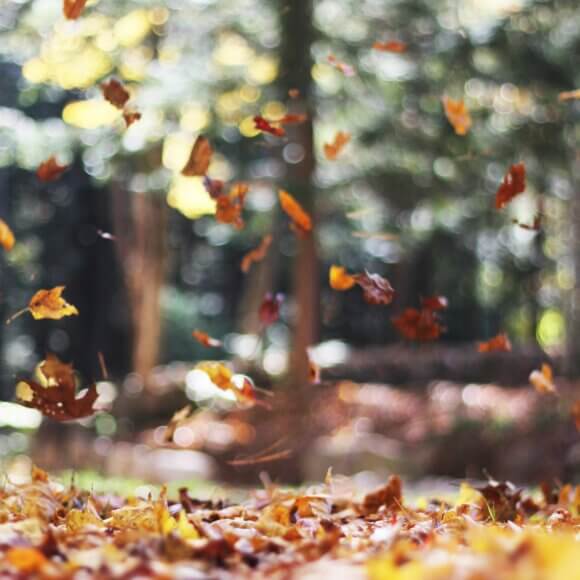 Image d'en-tête : photo d'Autumn Mott Rodeheaver sur Unsplash