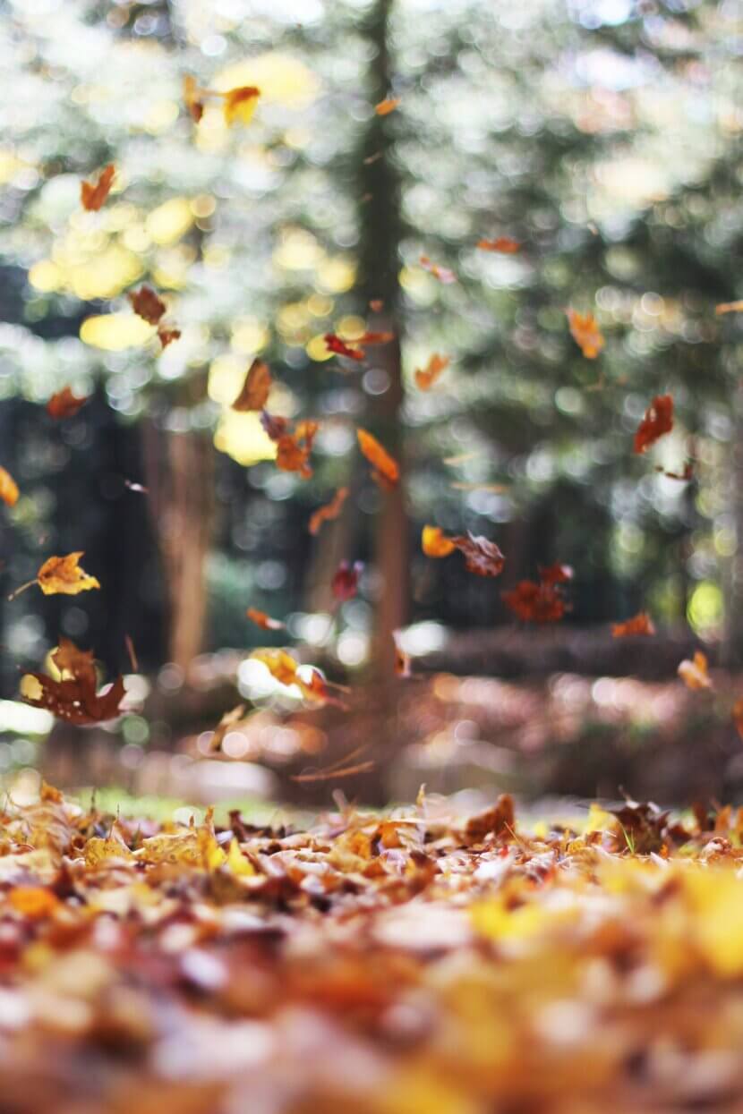 Image d'en-tête : photo d'Autumn Mott Rodeheaver sur Unsplash